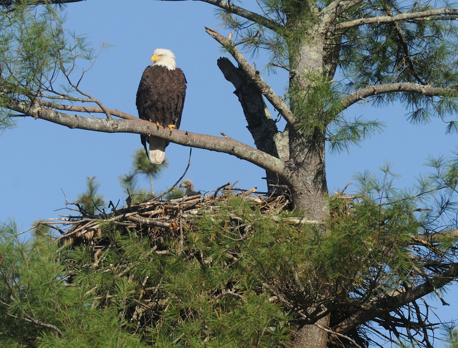 This image of an eagle nest was taken in May 2014. It shows an adult and a young eaglet about three weeks old. Note the position of the nest wall (the top of the nest) in relation to the branches on the left side of the tree. The young eaglet is plainly visible. This nest (one of four documented alternate nests for this territory) first appeared in 2009...